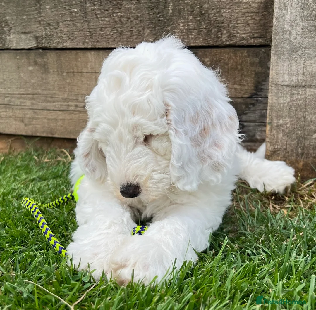 Mixed Breed dogs for sale: Australian Labradoodle Puppies 1 Boy Remaining - Advert 1