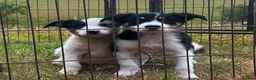 Border Collie dogs for sale: 5 Beautiful Border Collie, Blue Merle - Advert 7
