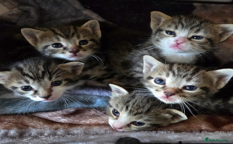 Mixed Breed cats - Advert 7