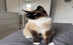 Siamese cats for sale: ASAP - Beautiful Siamese to go to a quiet home  - Image 2
