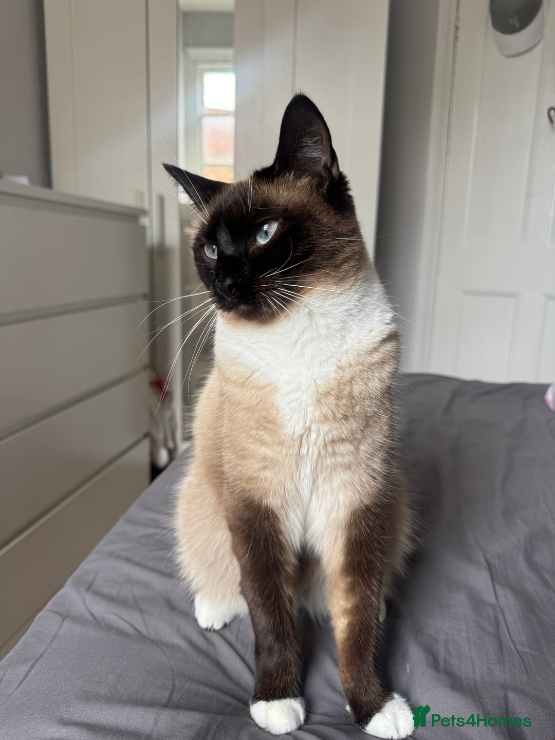 Siamese cats for sale: ASAP - Beautiful Siamese to go to a quiet home  - Image 2