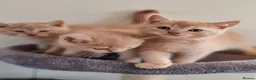 Scottish Fold cats for sale: Scottish fold x BSH kittens - Advert 31