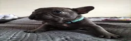 French Bulldog dogs for sale: French Bulldog Puppies in Gateshead - Advert 10