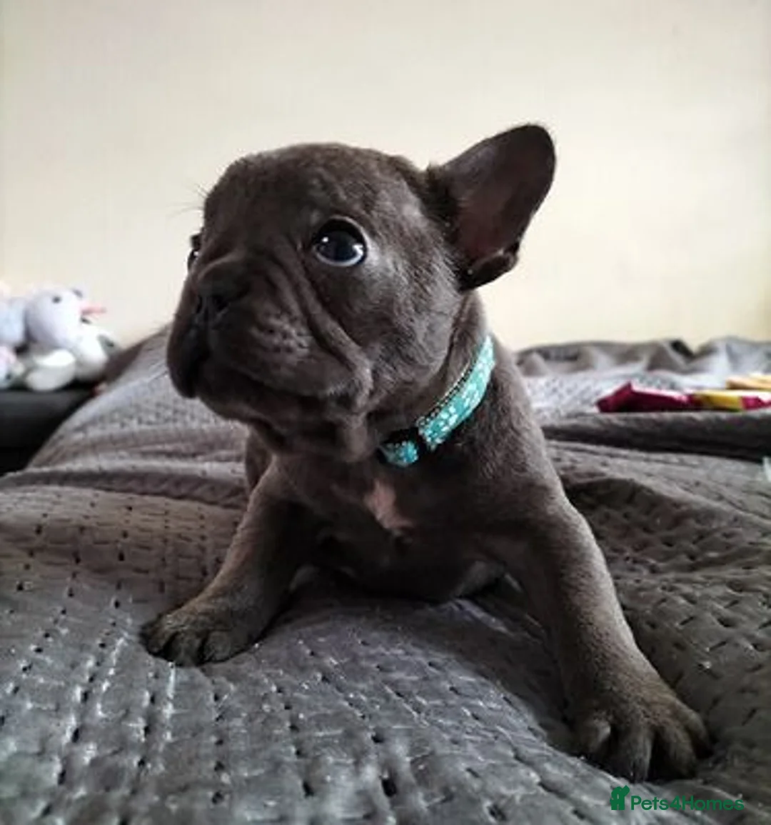 French Bulldog dogs for sale: French Bulldog Puppies in Gateshead - Advert 10