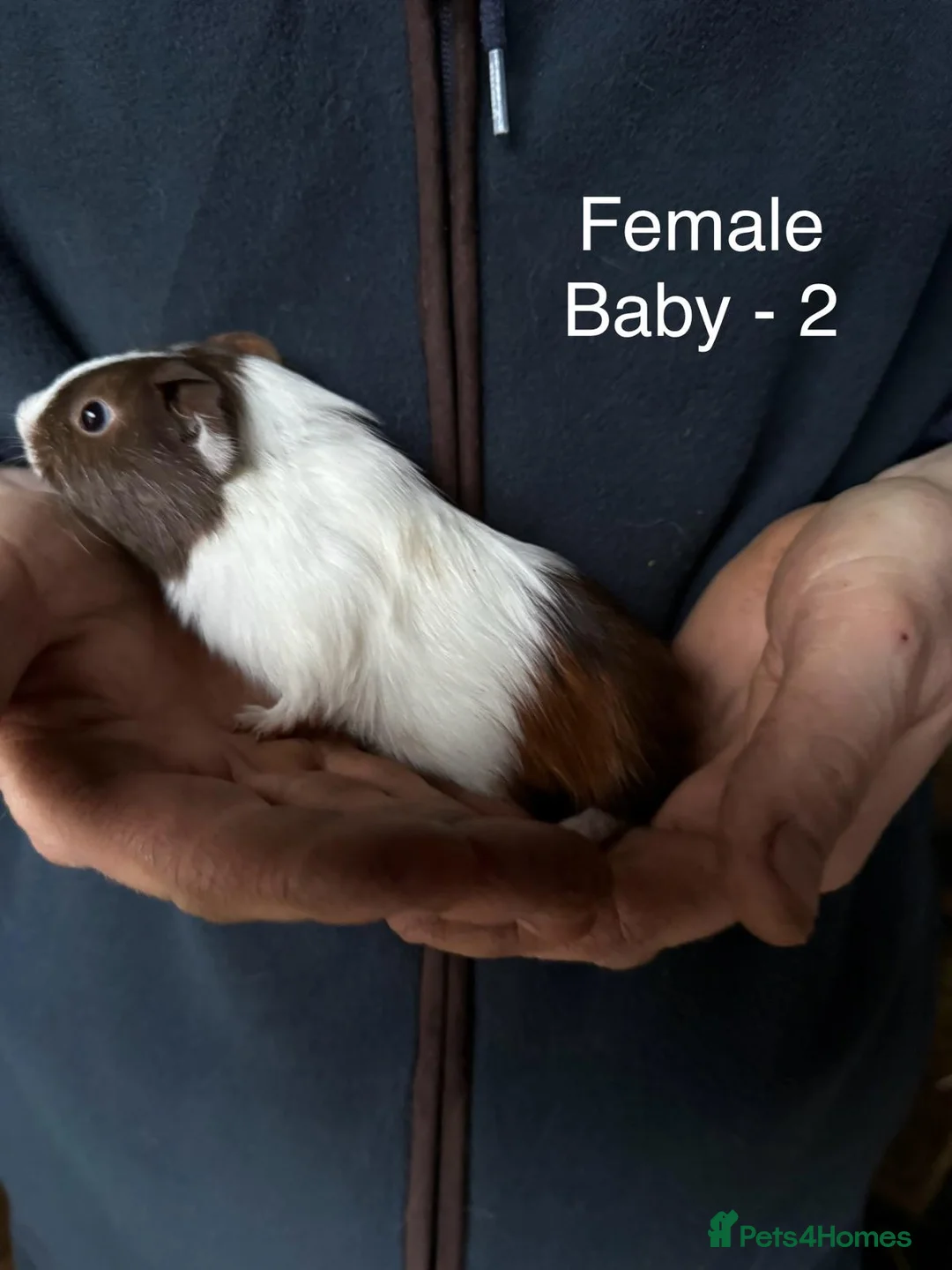 Guinea Pig rodents for sale: Mixed guinea pigs - Advert 7