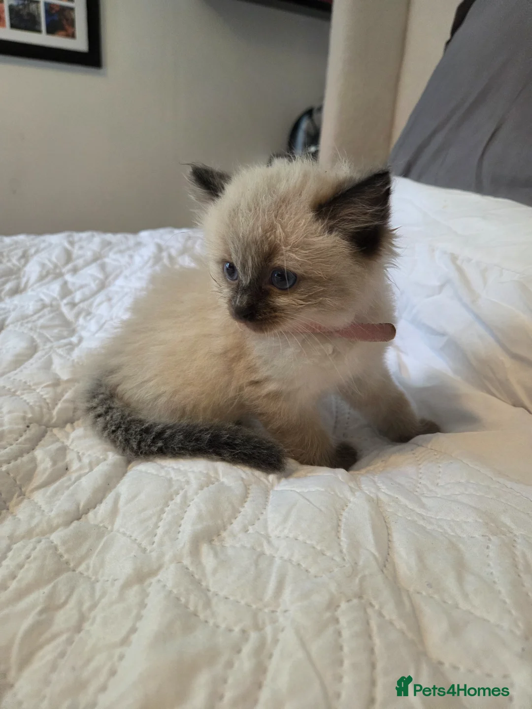Ragdoll cats for sale: Beautiful Ragdoll kittens ready to leave 5th june - Advert 2