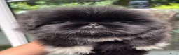 Pekingese dogs for sale: 💙Stunning Black KC registered Pekingese Puppy💙 - Advert 6