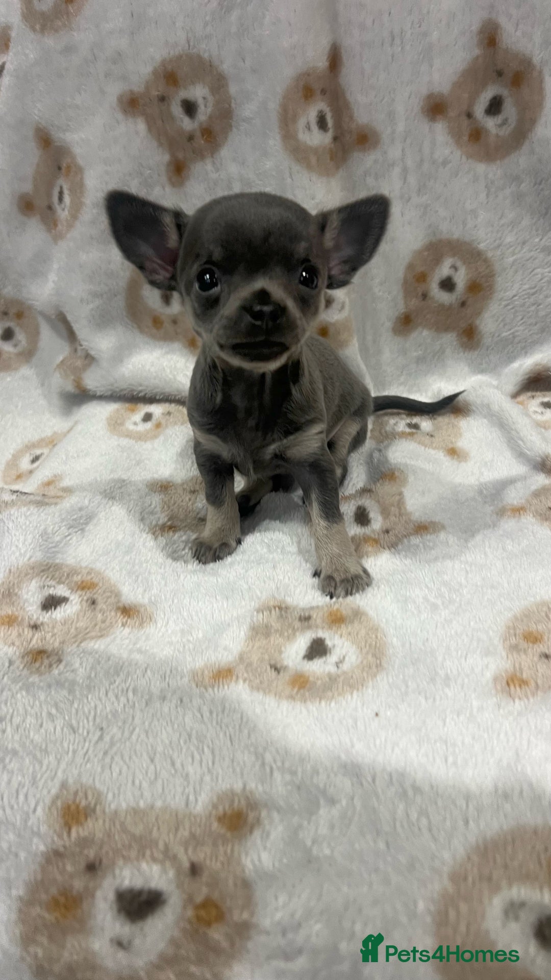 Chihuahua dogs for sale: Stunning Chihuahua Puppies ⭐️ - Advert 20