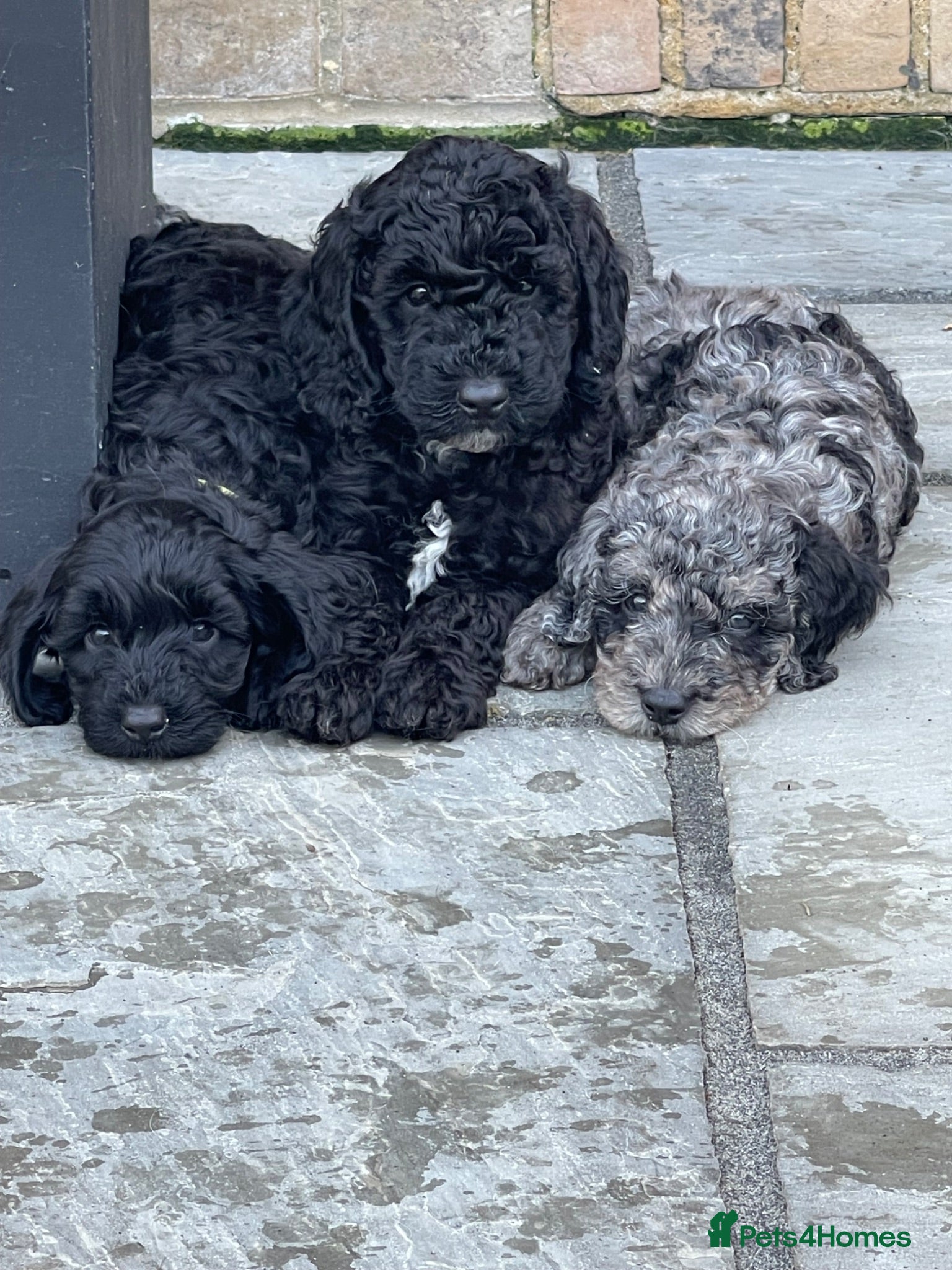Cockapoo dogs Stunning DNA/Health tested tri colour Cockapoo - Advert 17