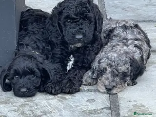 Cockapoo dogs Stunning DNA/Health tested tri colour Cockapoo - Advert 17