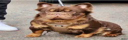French Bulldog dogs for sale: Rojo and tan fluffy french bulldog - Advert 2