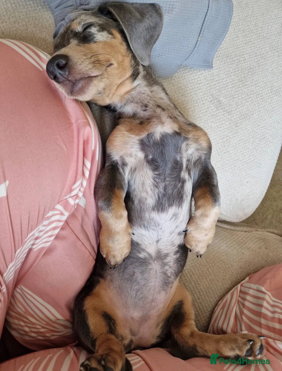 Dachshund dogs for sale: For sale in Burnley - Advert 2