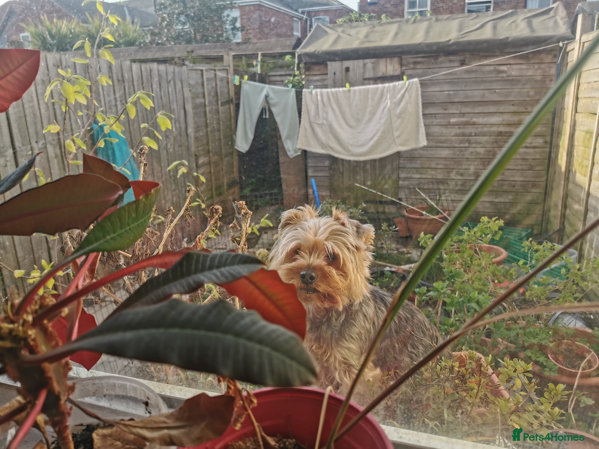 Yorkshire Terrier dogs Adult  - Advert 1