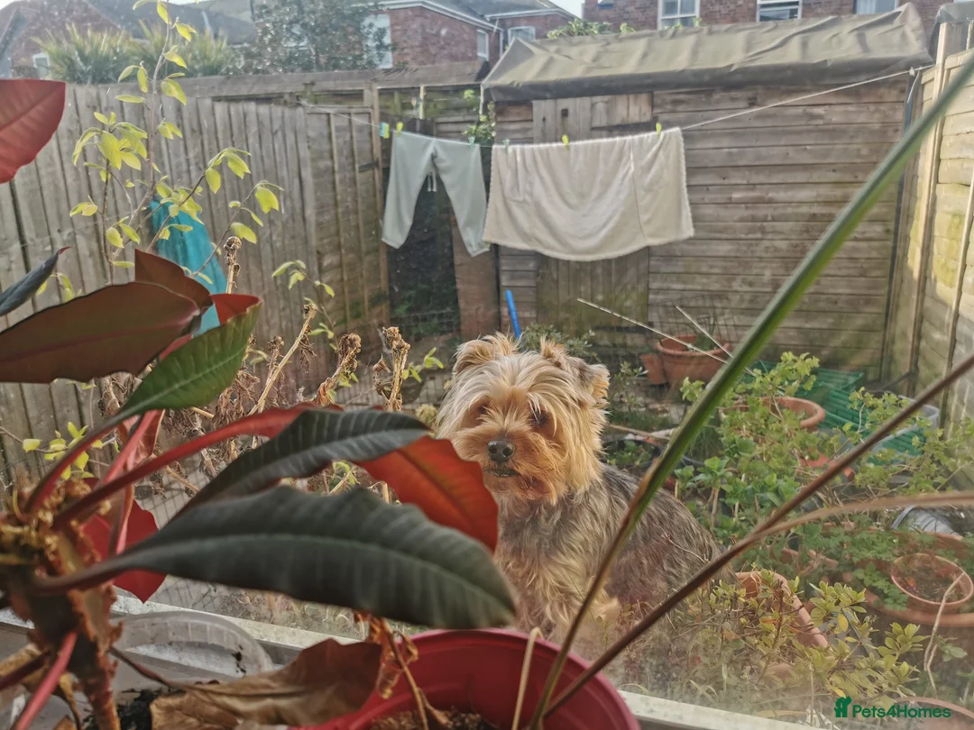 Yorkshire Terrier dogs for sale: Adult  - Advert 1