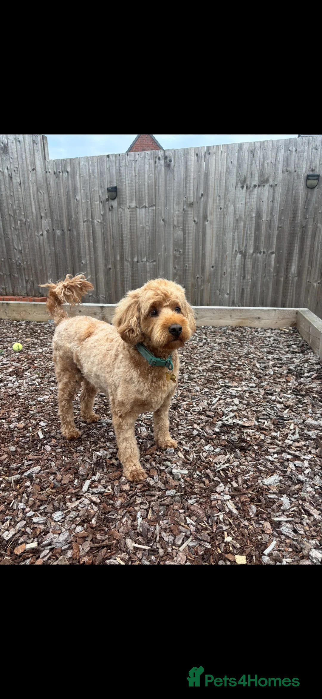 Cockapoo dogs for sale: 5 year old Cockapoo looking for a new loving home  in Stoke-on-Trent - Advert 4
