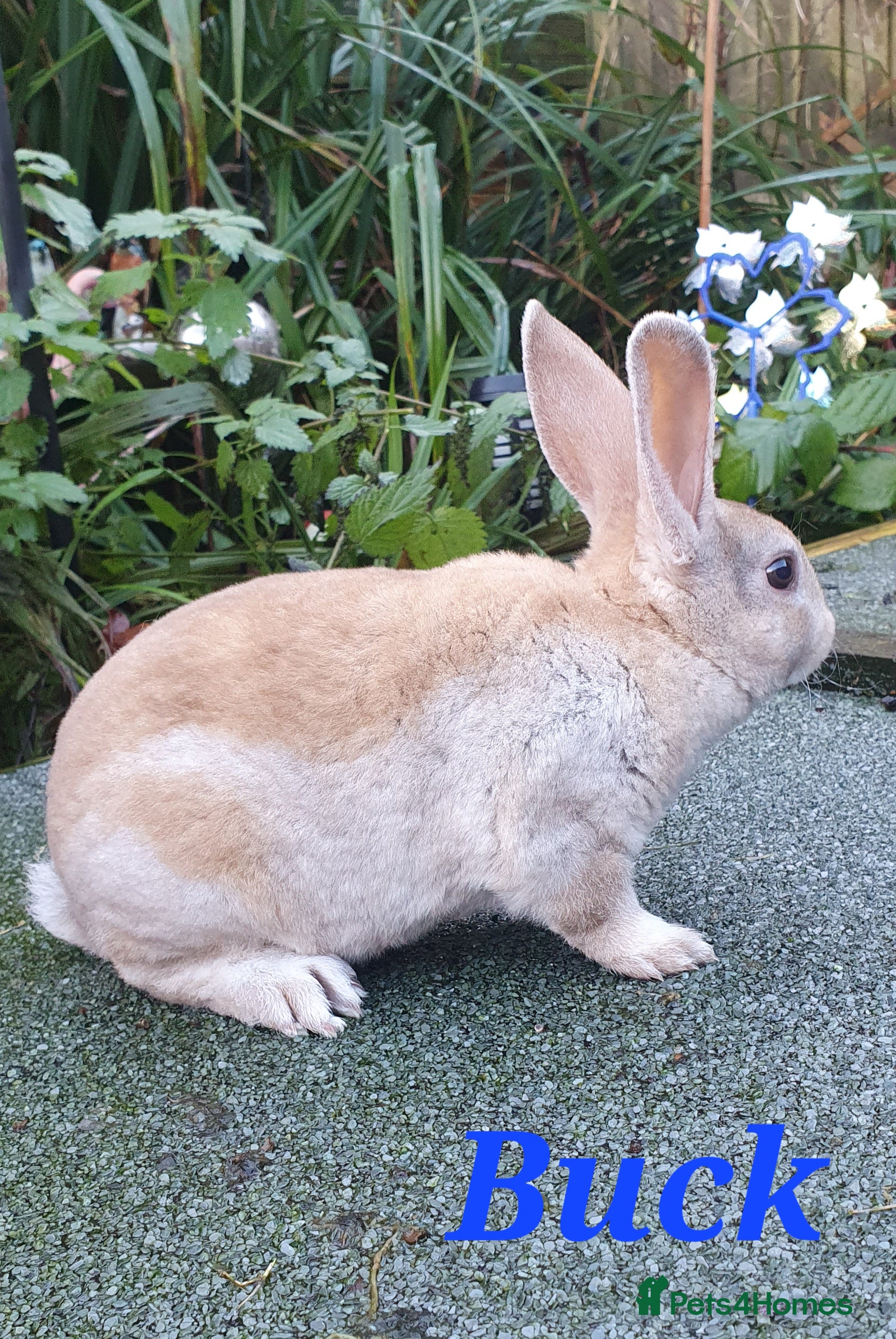 Rex rabbits Gorgeous mini rex babies x - Advert 5