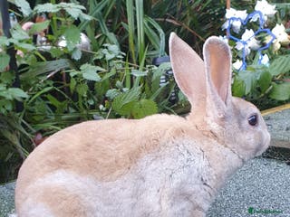 Rex rabbits Gorgeous mini rex babies x - Advert 5