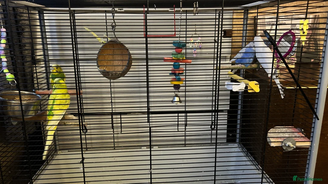 Budgerigars birds for sale: Variety of budgies  - Advert 1