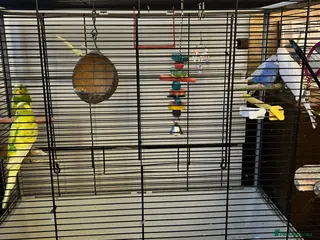 Budgerigars birds Variety of budgies - Advert 15