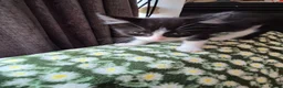 Mixed Breed cats for sale: Kittens Ready to Leave - Advert 14