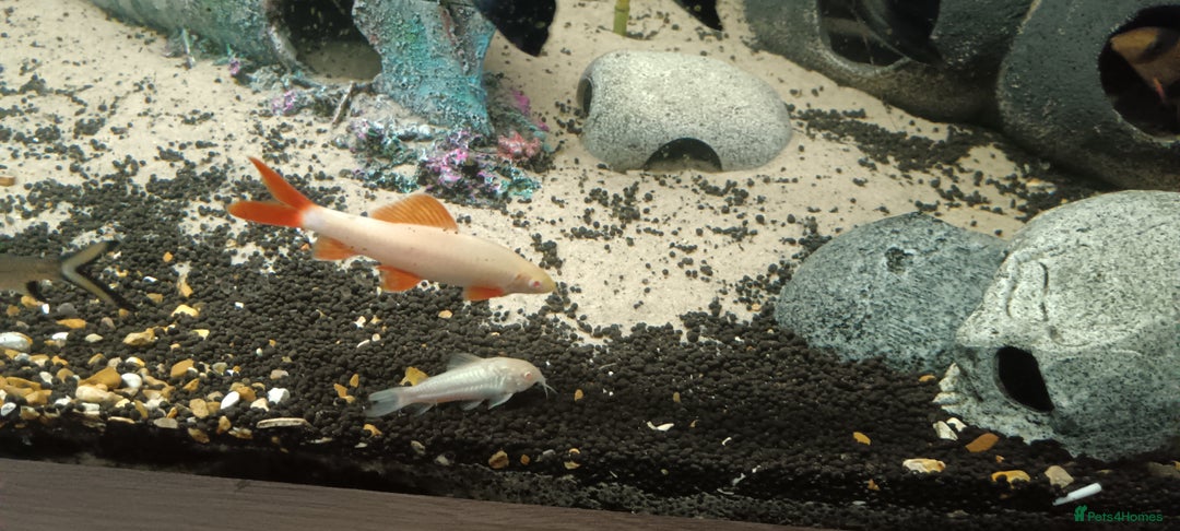 Other/Mixed Breed fish for sale: 5ft fish tank with fish - Image 19