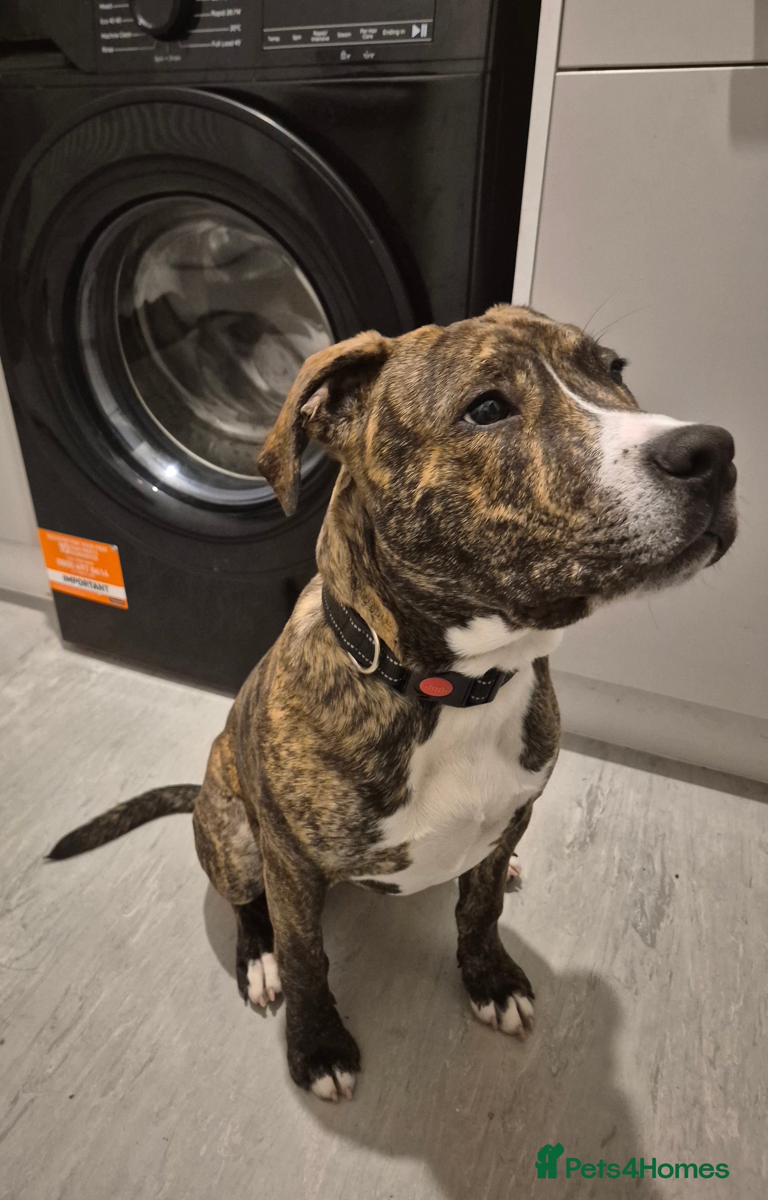 Staffordshire Bull Terrier dogs Male staffordshire bull terrier pup - Advert 1