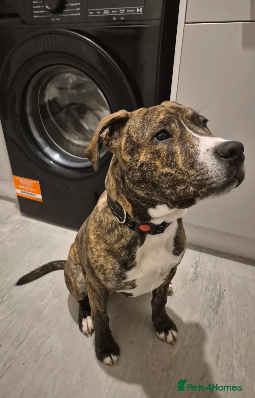 Staffordshire Bull Terrier dogs for sale: Male staffordshire bull terrier pup in Hull - Advert 5