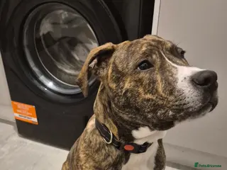 Staffordshire Bull Terrier dogs Male staffordshire bull terrier pup - Advert 1