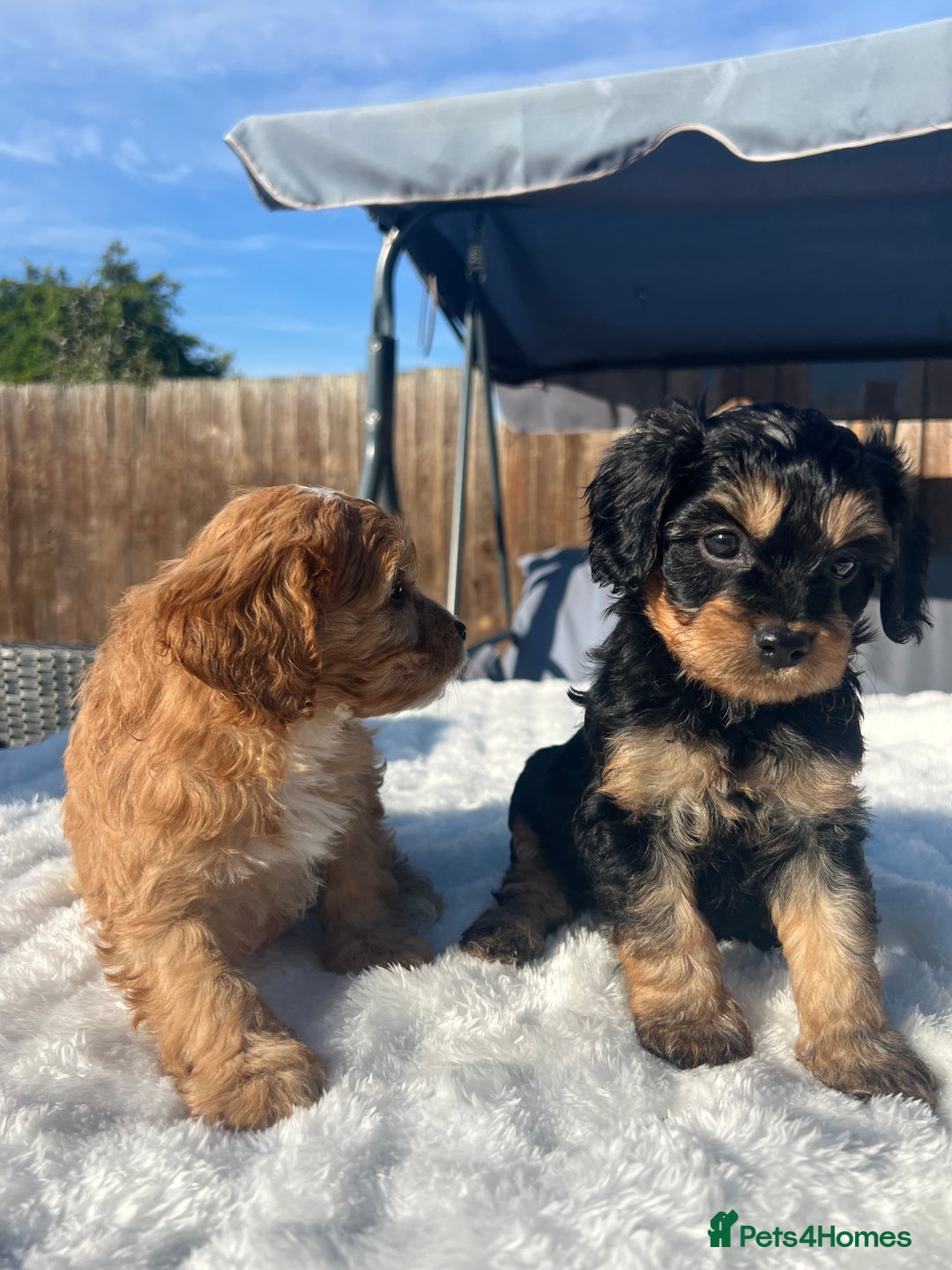 Cavapoo dogs for sale: ⭐️ Black & Tan Female Toy Cavapoo ⭐️ - Image 35