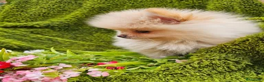 Pomeranian Puppy 4 reserved