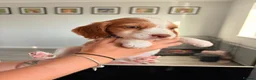 Cocker Spaniel dogs for sale: Stunning fox red working cockers - Advert 8