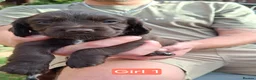 Cocker Spaniel dogs for sale: Gorgeous litter of Cocker Spaniel Puppies - Advert 8