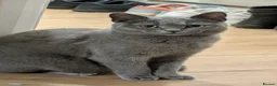 Mixed Breed cats for sale: Beautiful Friendly Grey Female Cat - Sophie in Peterborough - Advert 4