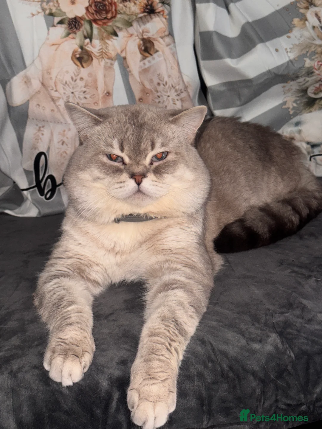Scottish Fold cats for stud: Lovely Scottish Straight boy for stud in Milton Keynes - Advert 26