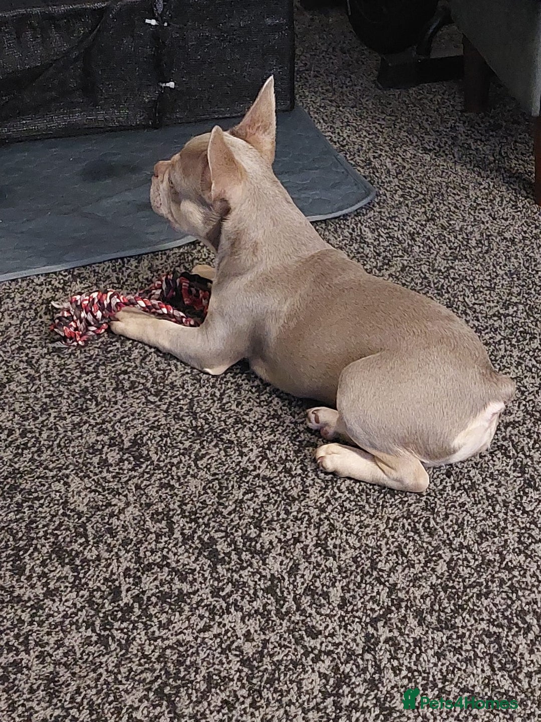 French Bulldog dogs for sale: Stunning boys  - Advert 2