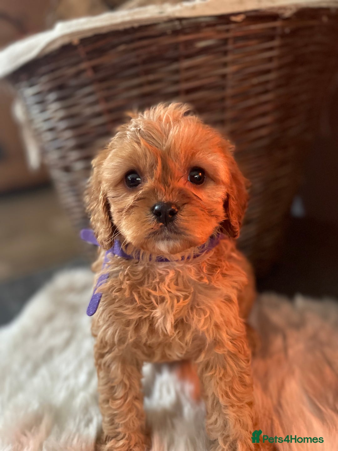 Cavapoo dogs for sale: Gorgeous Cavapoo Puppies - Advert 9