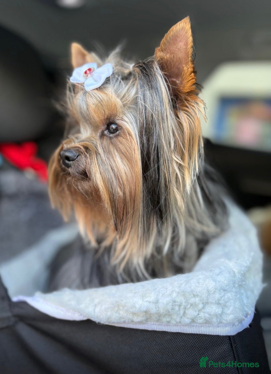 Yorkshire Terrier dogs 1.8kg miniature KC reg STUD Yorkshire terrier - Advert 1