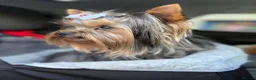 Yorkshire Terrier dogs for stud: 1.8kg miniature KC reg STUD Yorkshire terrier - Advert 1