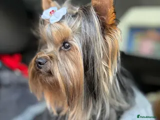 Yorkshire Terrier dogs 1.8kg miniature KC reg STUD Yorkshire terrier - Advert 1
