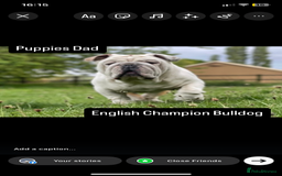 English Bulldog dogs for sale: KC registered English Bulldog Puppies  - Image 1
