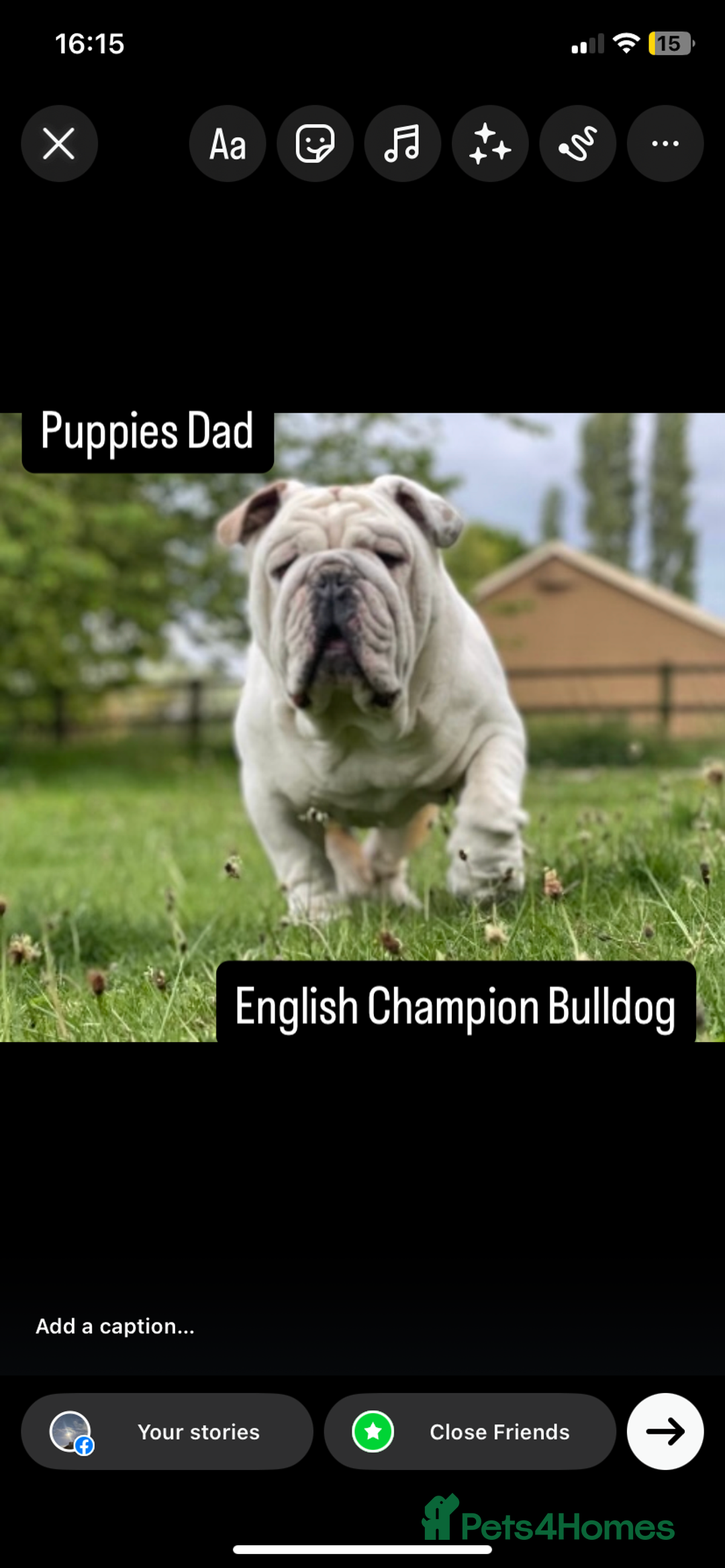 English Bulldog dogs for sale: KC registered English Bulldog Puppies  - Image 1