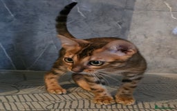 Bengal cats for sale: Registered Pure Bengal READY NOW  - Image 2