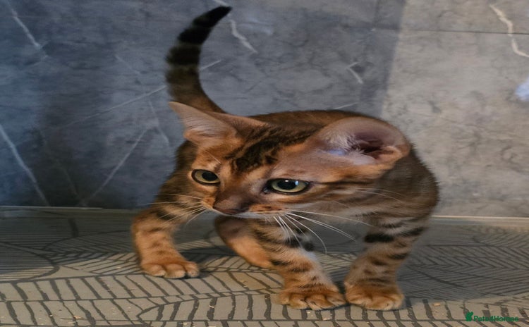 Bengal cats - Advert 7