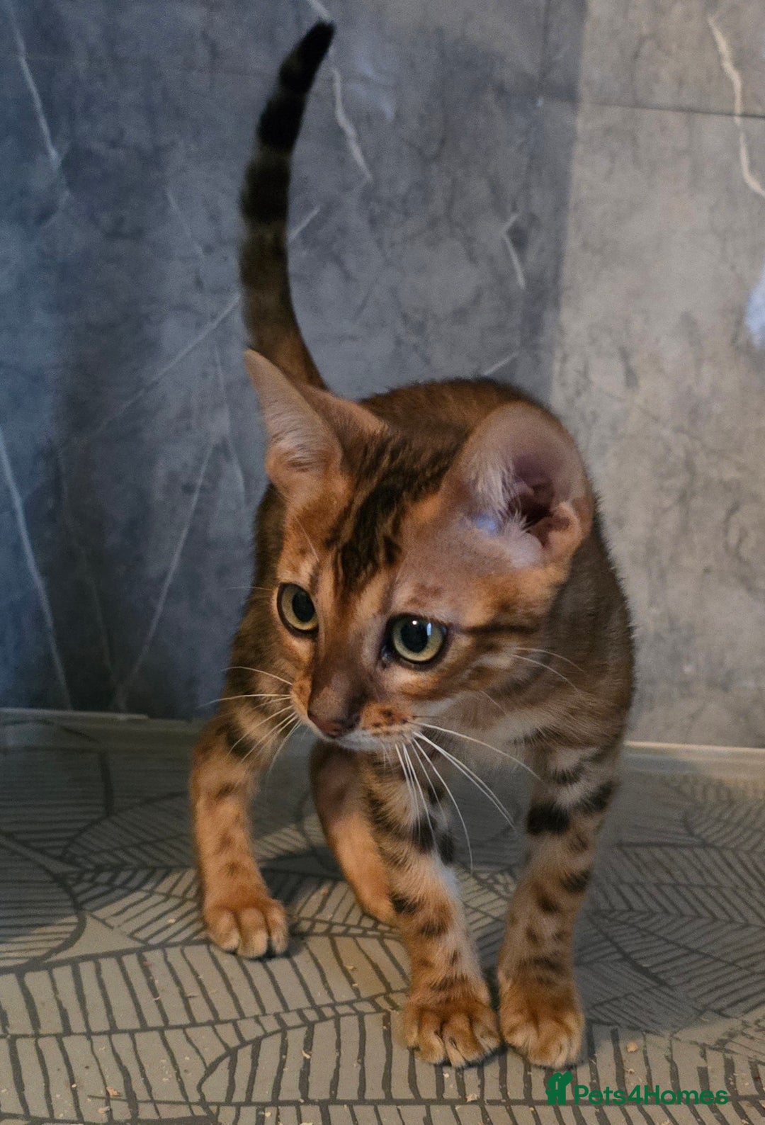 Bengal cats for sale: Registered Pure Bengal READY NOW  - Image 2