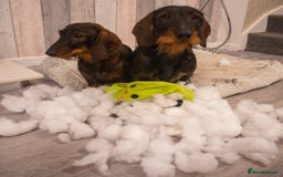Dachshund dogs for sale: KC Standard Wire-haired Dachshund puppies - Image 11