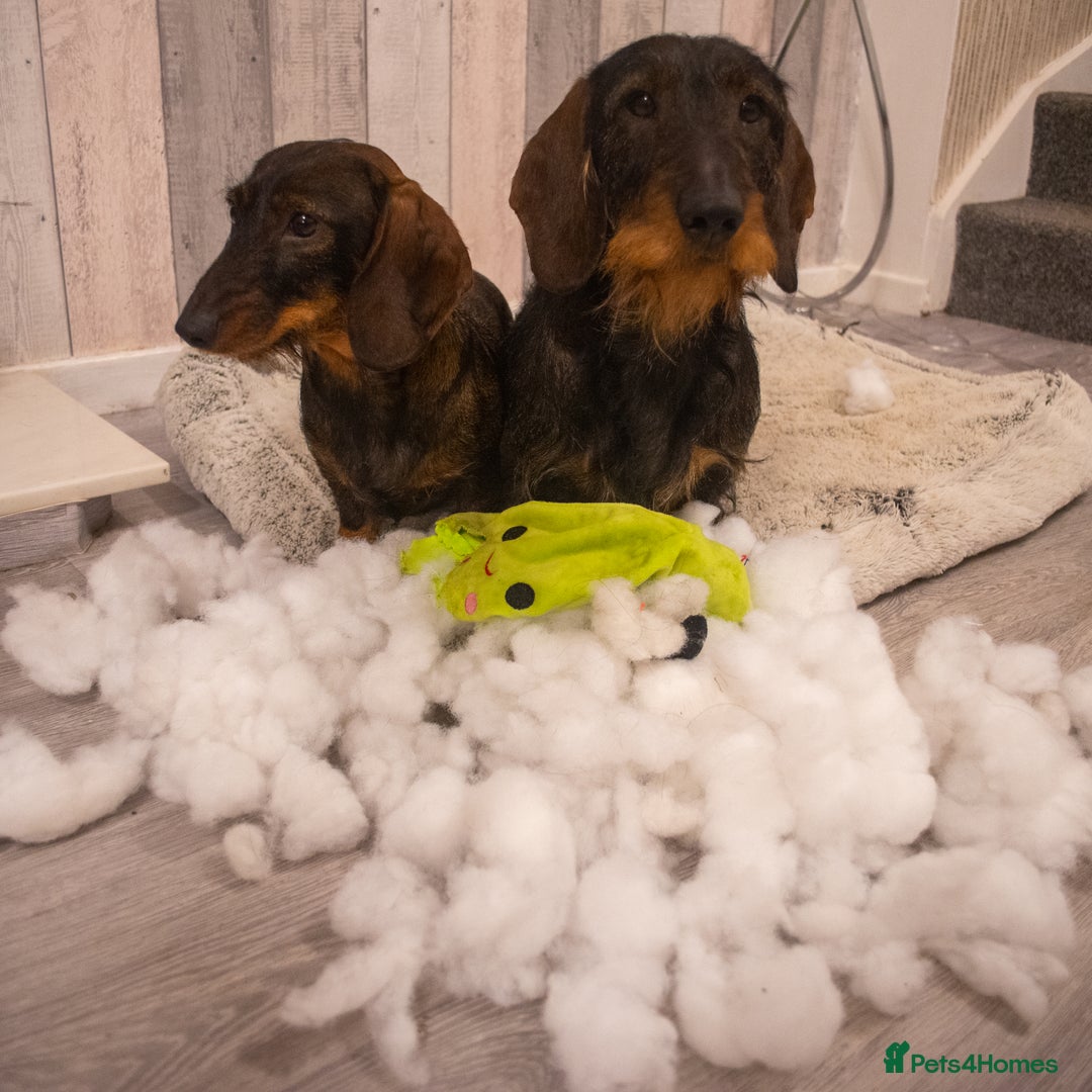 Dachshund dogs for sale: KC Standard Wire-haired Dachshund puppies - Image 11