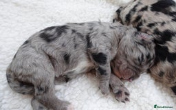 Sheepadoodle dogs for sale: Mini Sheepadoodle the wait is over!  - Image 2