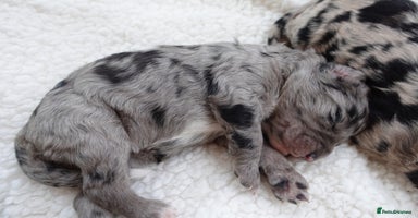 Sheepadoodle dogs - Advert 1