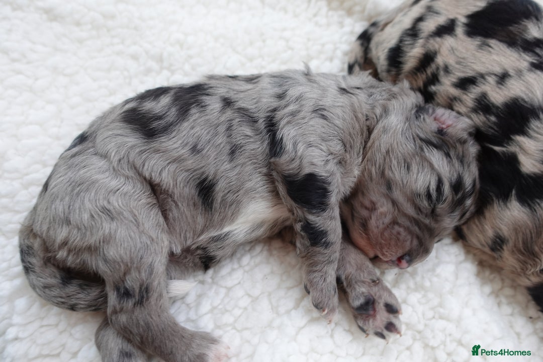 Sheepadoodle dogs for sale: Mini Sheepadoodle the wait is over!  - Image 2