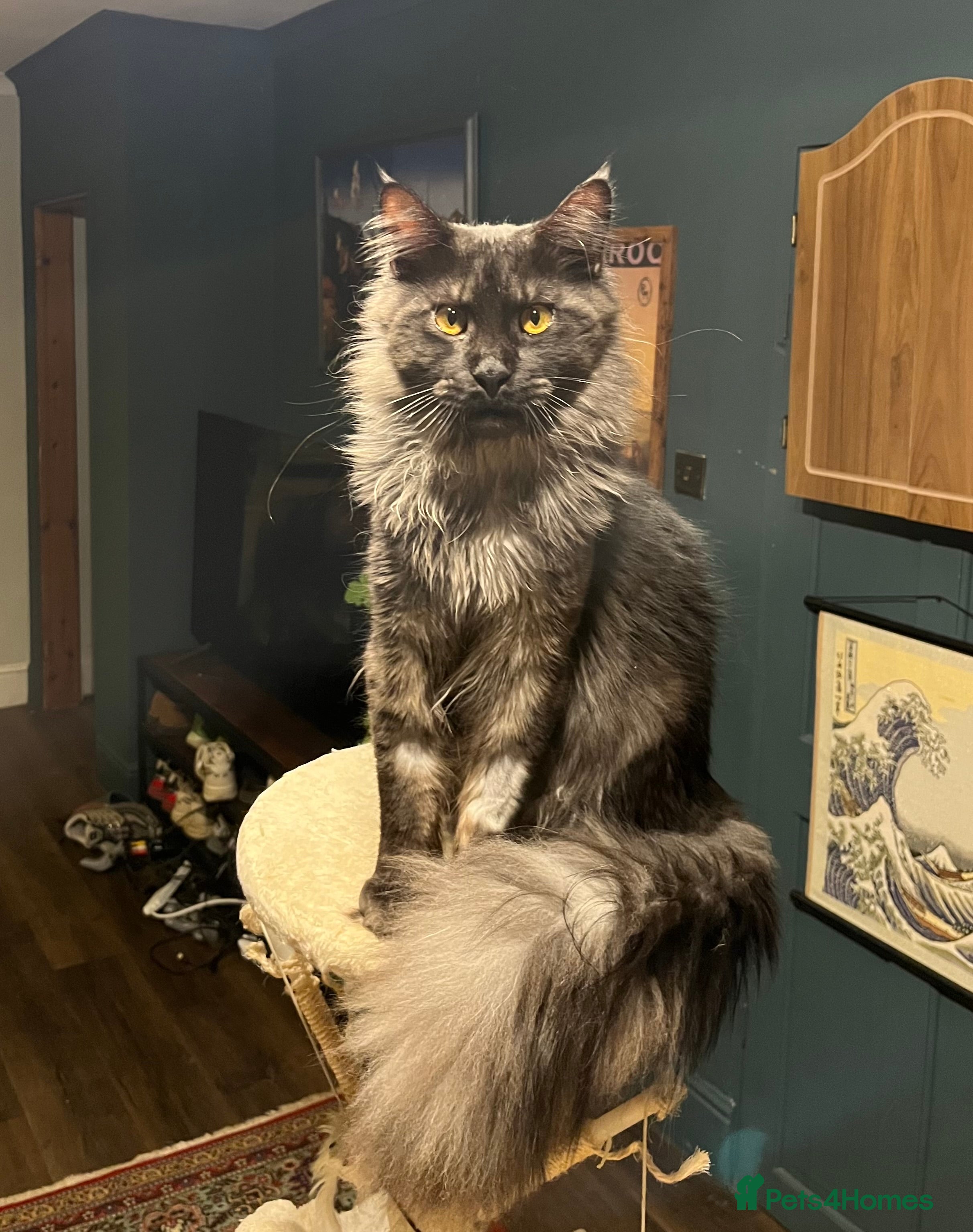 Maine Coon cats Now sold. TICA black smoke boy looking for a home - Advert 7